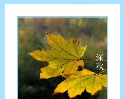 美叶设计网站有哪些独特功能？寻找设计灵感的正确打开方式是什么？