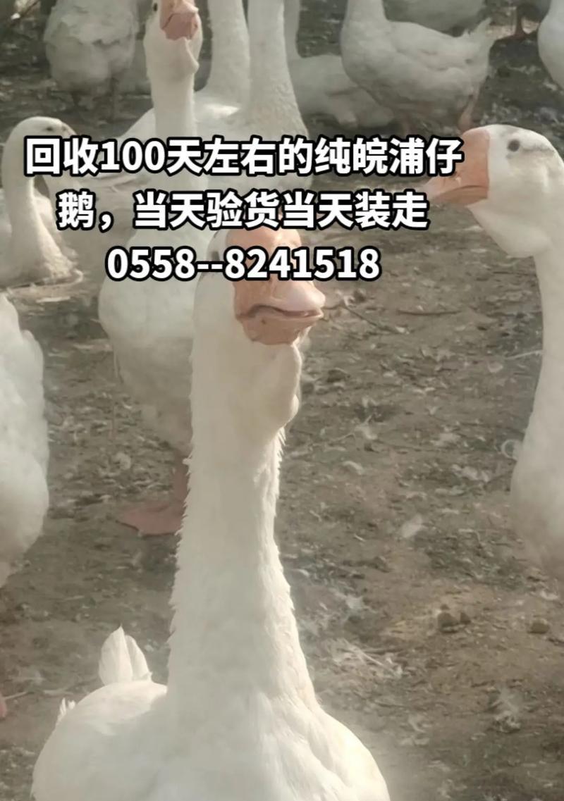 大鹅的搜索引擎是哪个软件？它有什么特点？