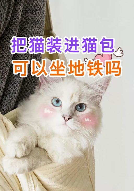 如何打开猫箱的搜索引擎？操作方法是什么？